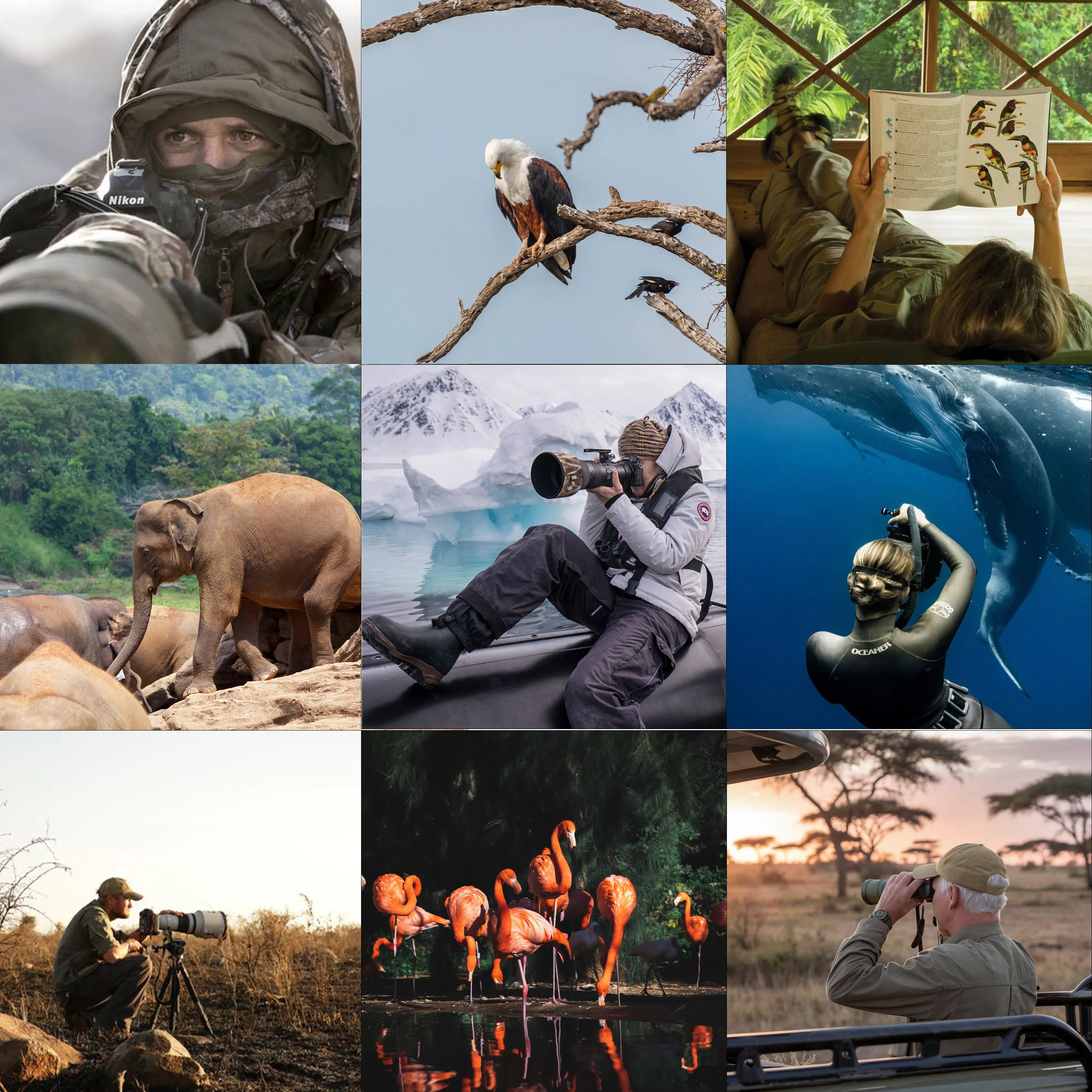 Uniting the Global Wild Ecosystem