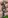 Glass Image Background