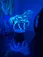 Glass Image Background
