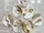 Glass Image Background