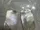 Glass Image Background