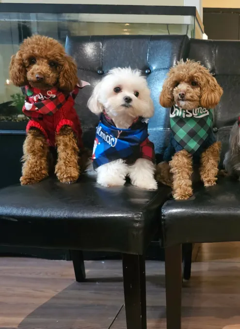 Puppy Pantry profile