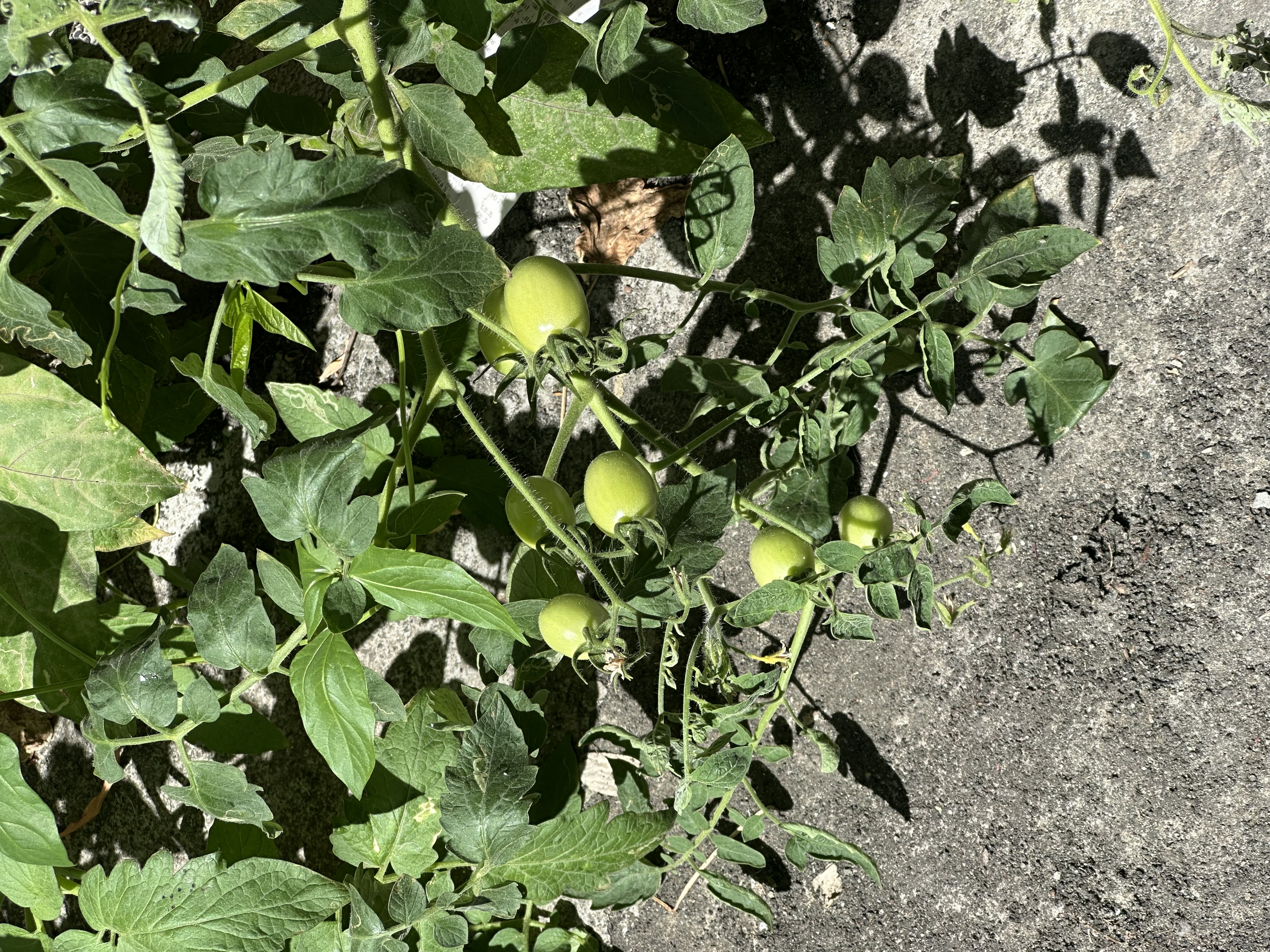 Urban Gardening profile