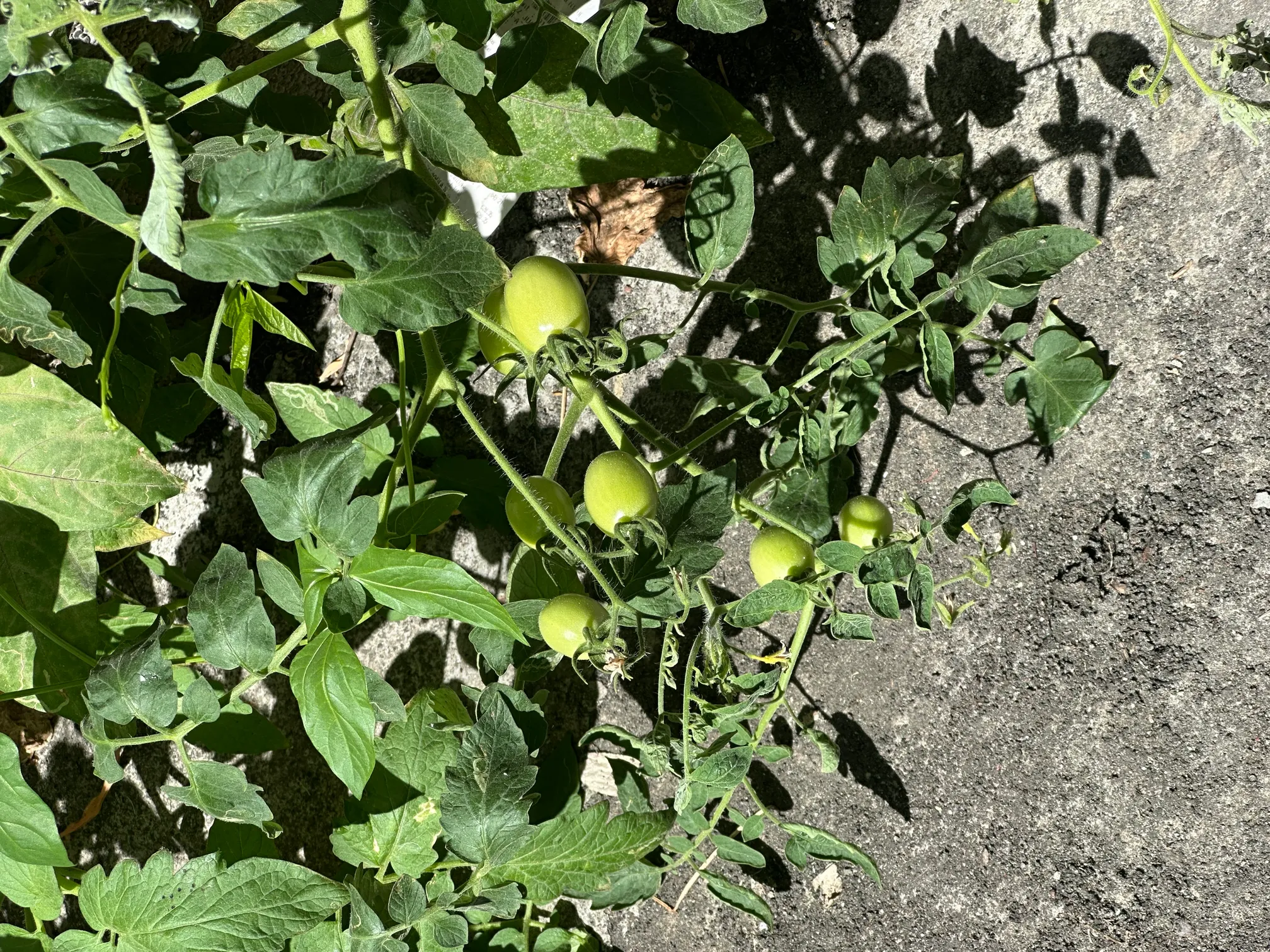 Urban Gardening profile