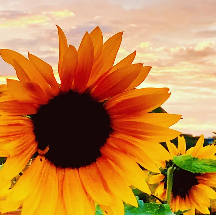 Carrie Mitchell profile