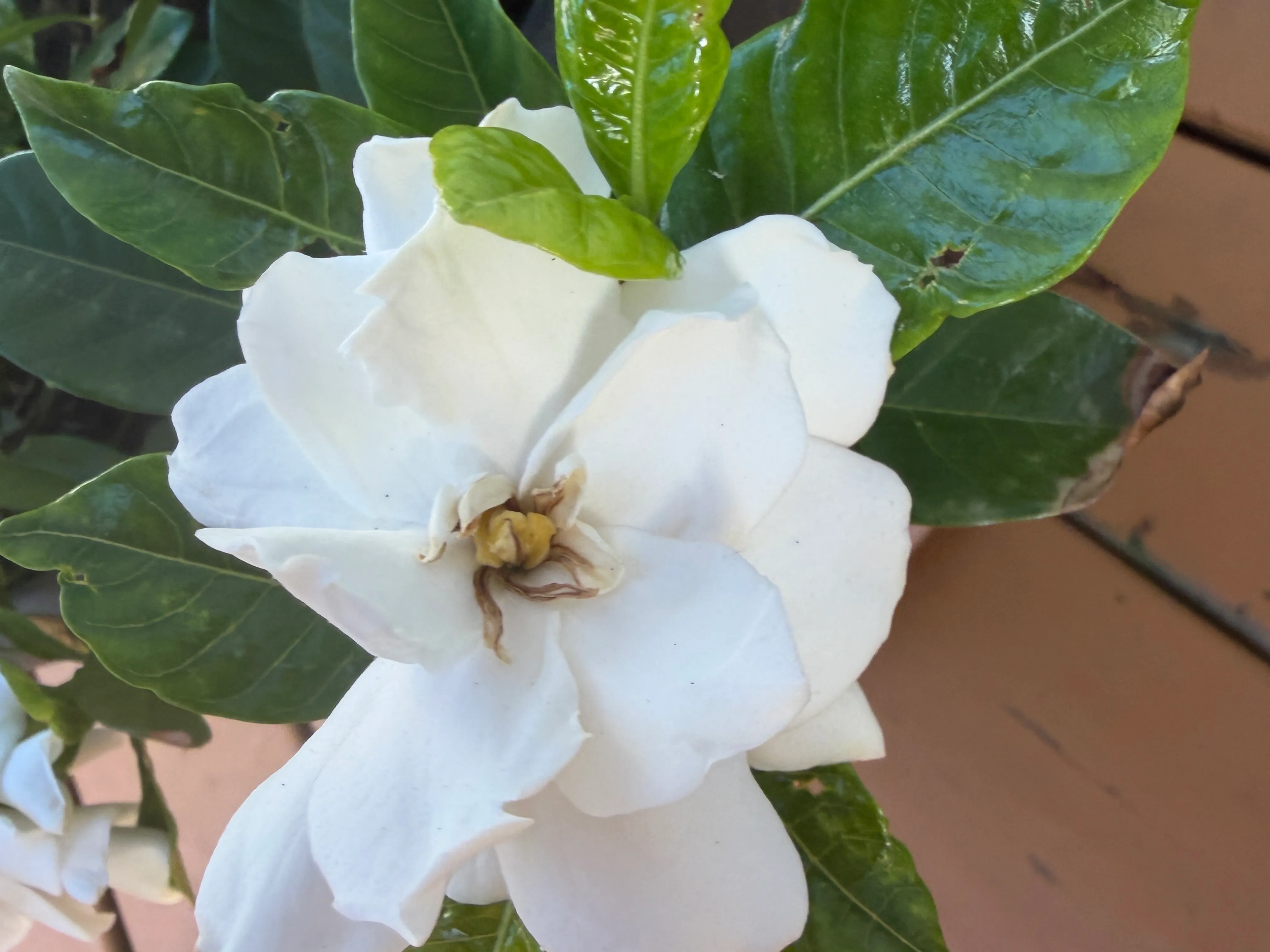 Bangladeshi and Asian exotic plants. profile