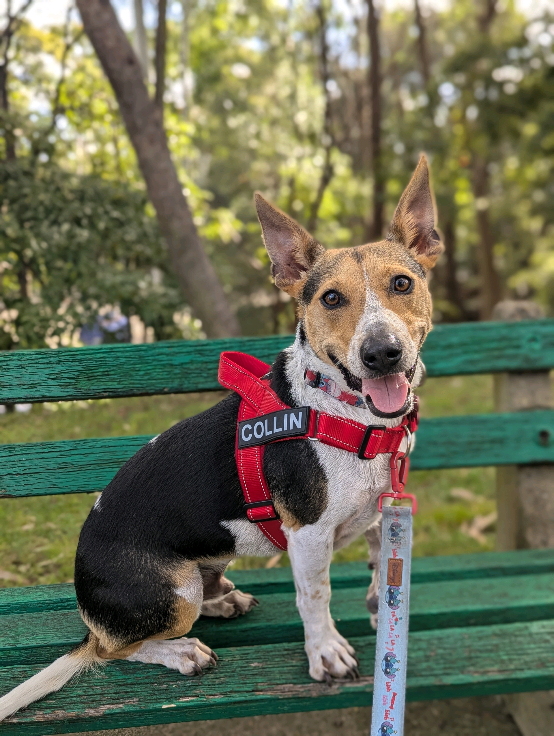 PawBuddy  profile